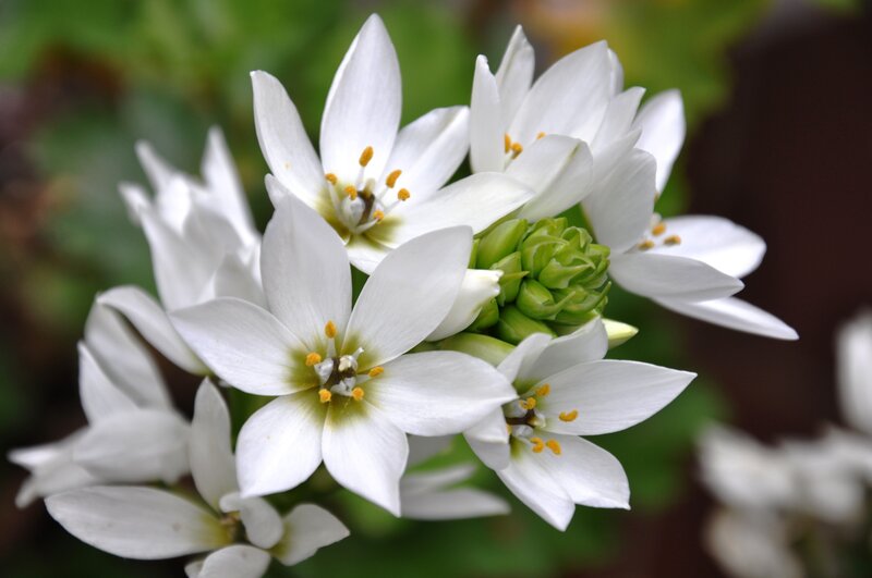white star-shaped flowers