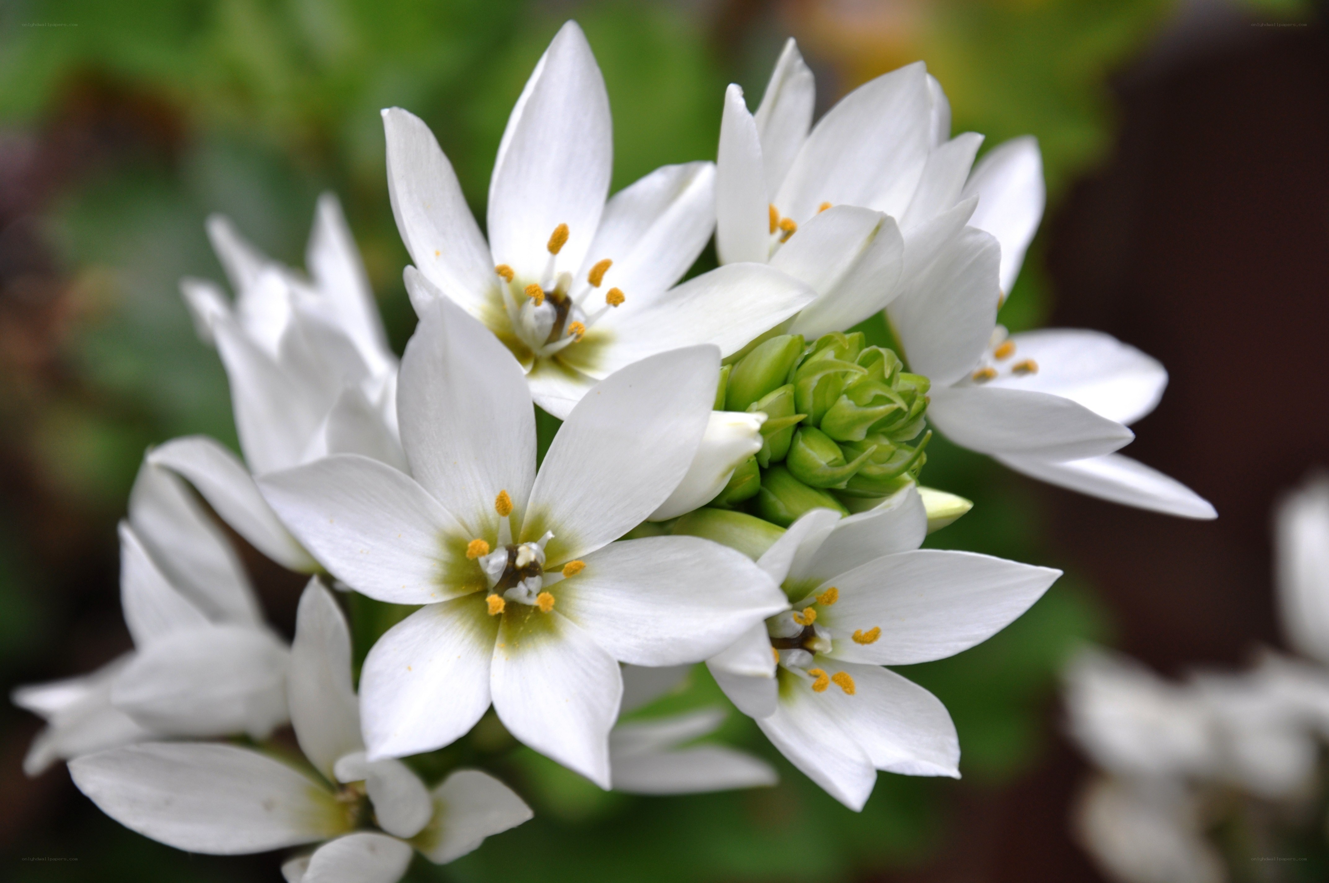 white star-shaped flowers