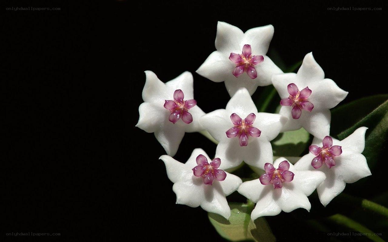 white star-shaped flowers