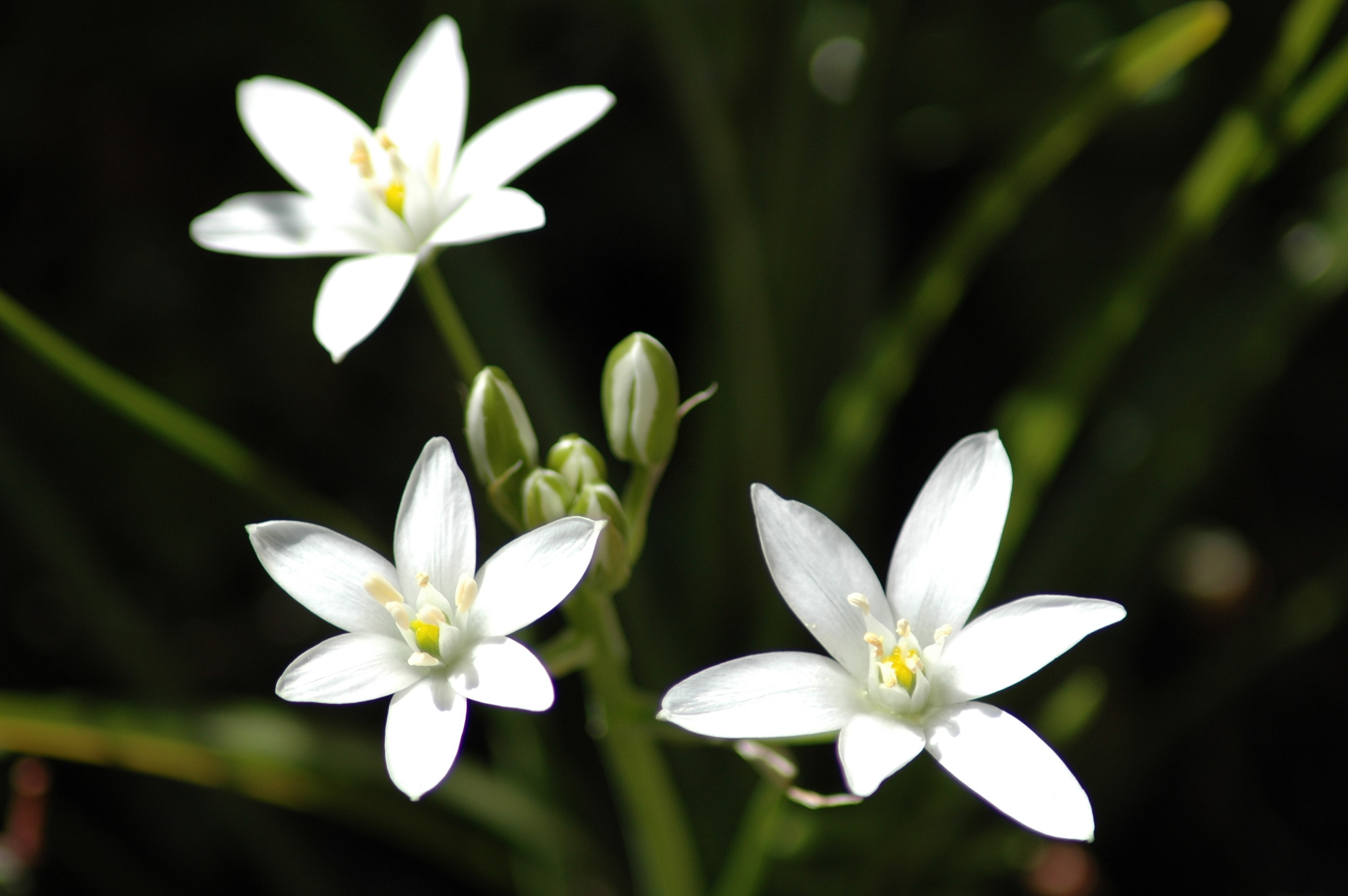 White star-shaped flowers