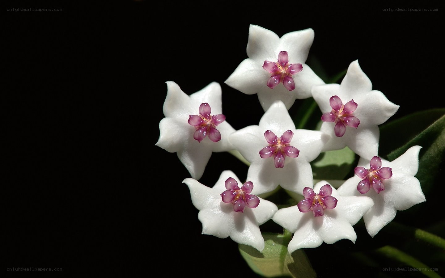 white star-shaped flowers