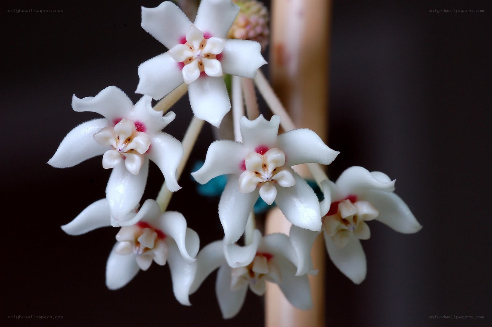 white star-shaped flowers