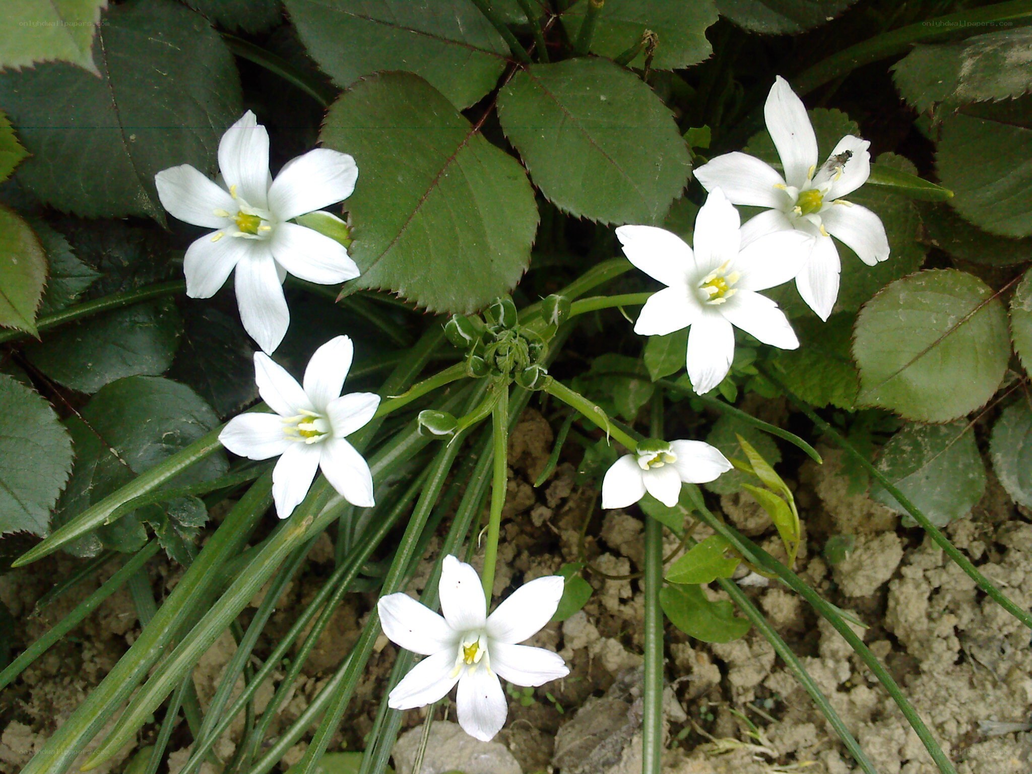white star-shaped flowers