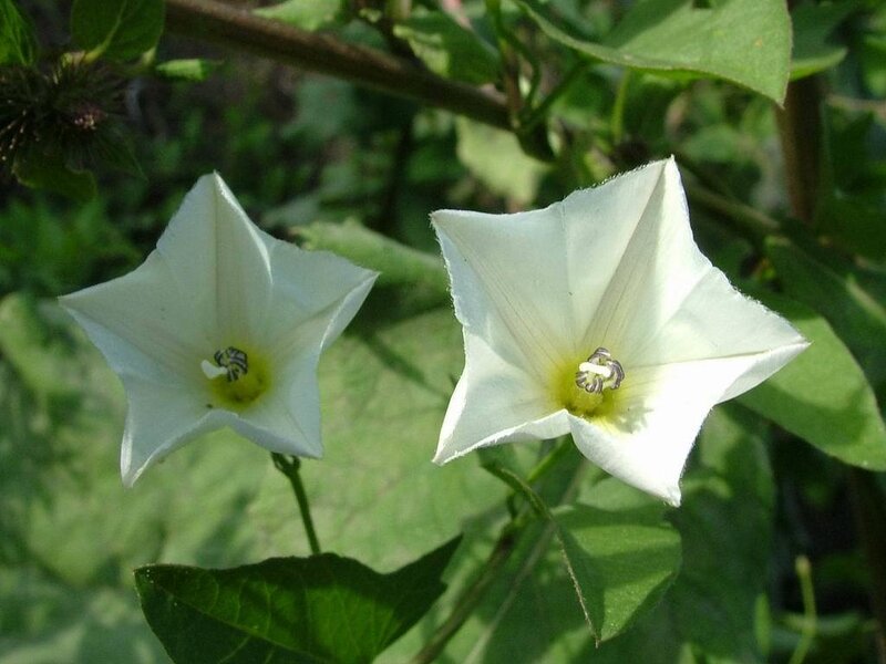 White Star-shaped Flowers — Calm, Afternoon