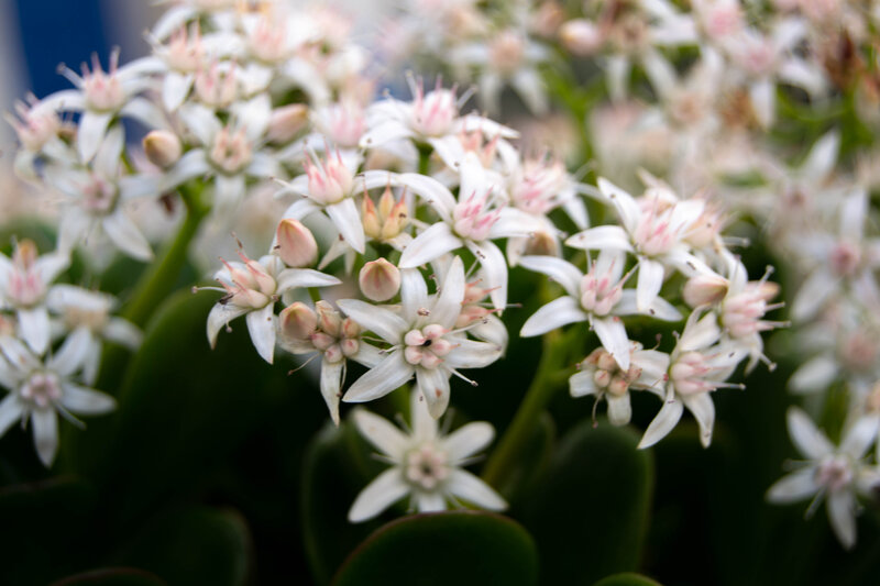 White Star-shaped Flowers — Calm, Photograph, Green Leaves, Buds