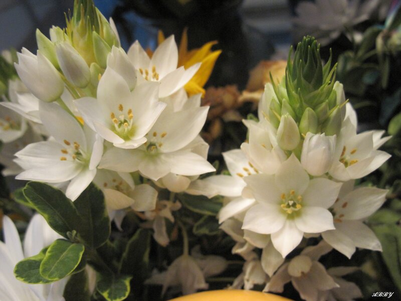 White Star-shaped Flowers — Calm, Photograph