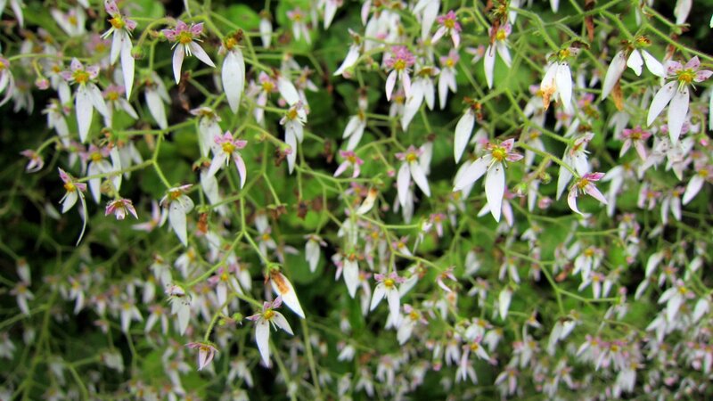 White Star-shaped Flowers — Calm, Spring, Photograph, Green Stems