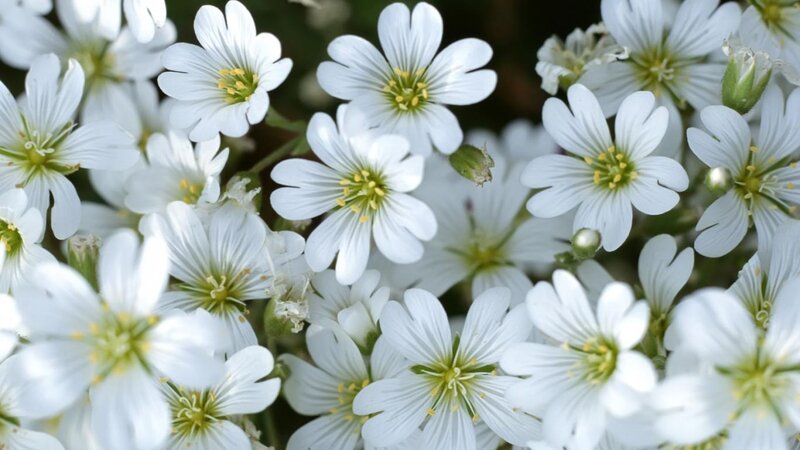 White Star-shaped Flowers — Calm, Spring, Photograph, Green Stems, Yellow Centers