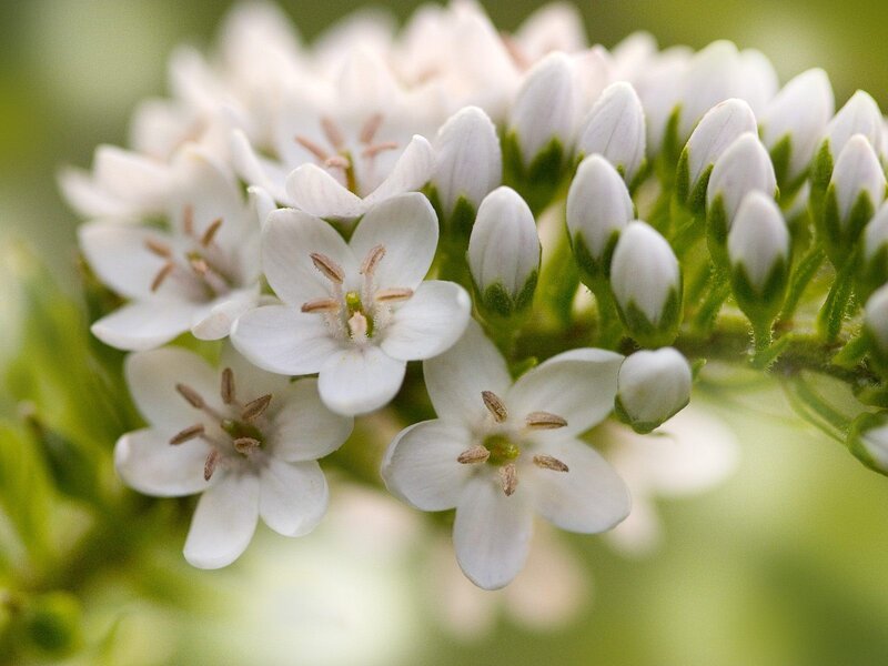 White Star-shaped Flowers — Calm, Spring, Photograph