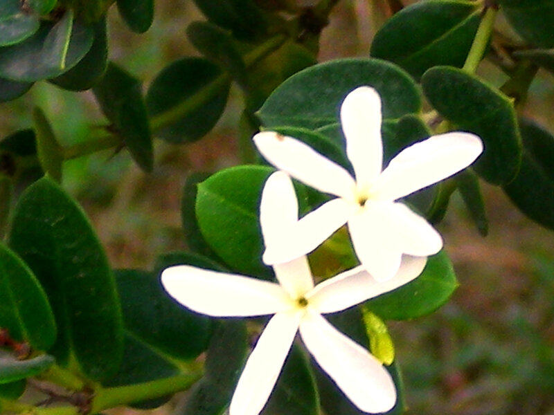 White Star-shaped Flowers — Calm
