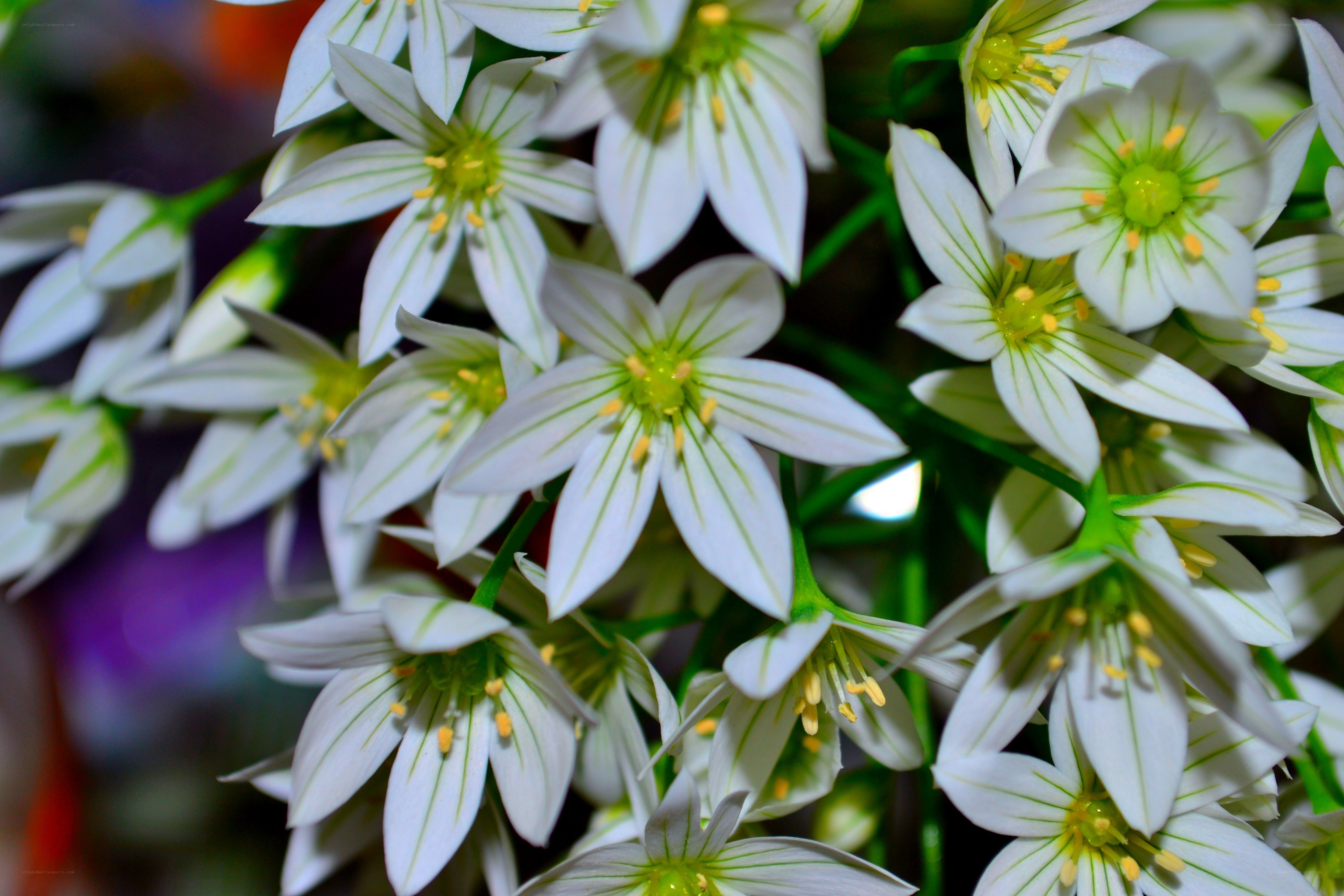 White star-shaped flowers in bloom
