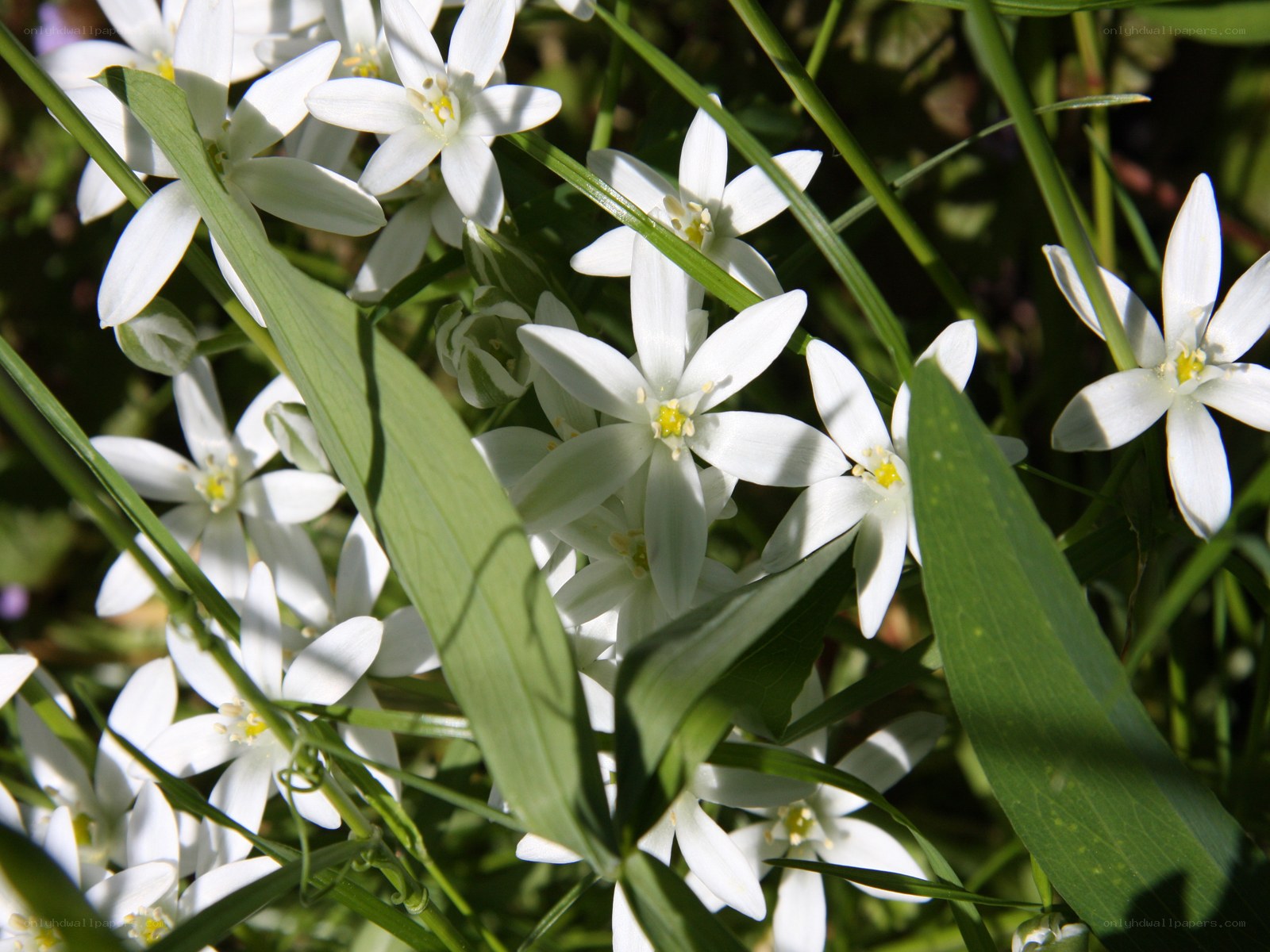 White star-shaped flowers in grass