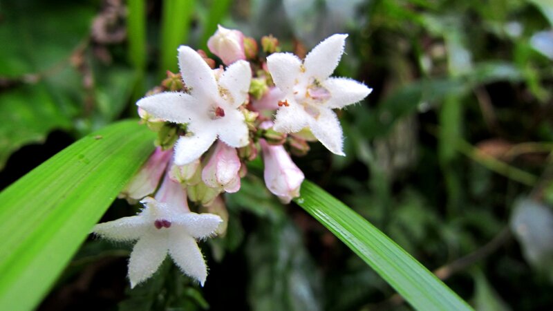 White Star-shaped Flowers — Natural