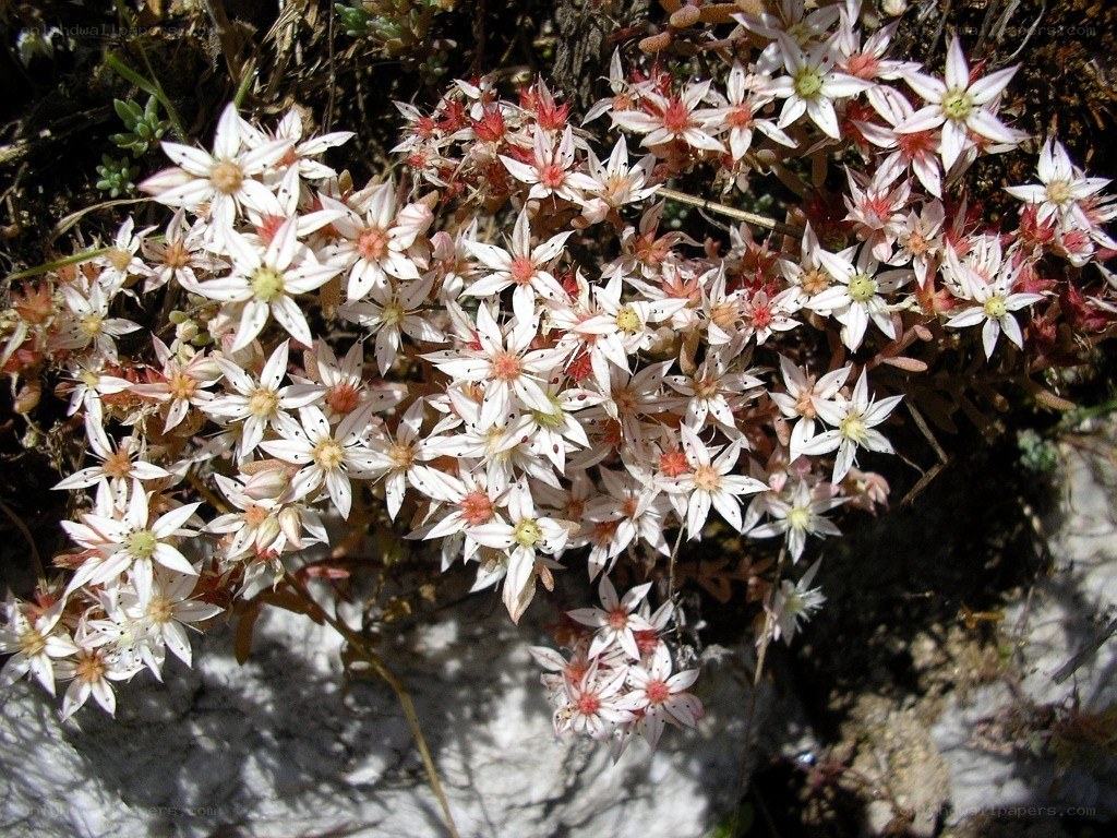 white star-shaped flowers on rock