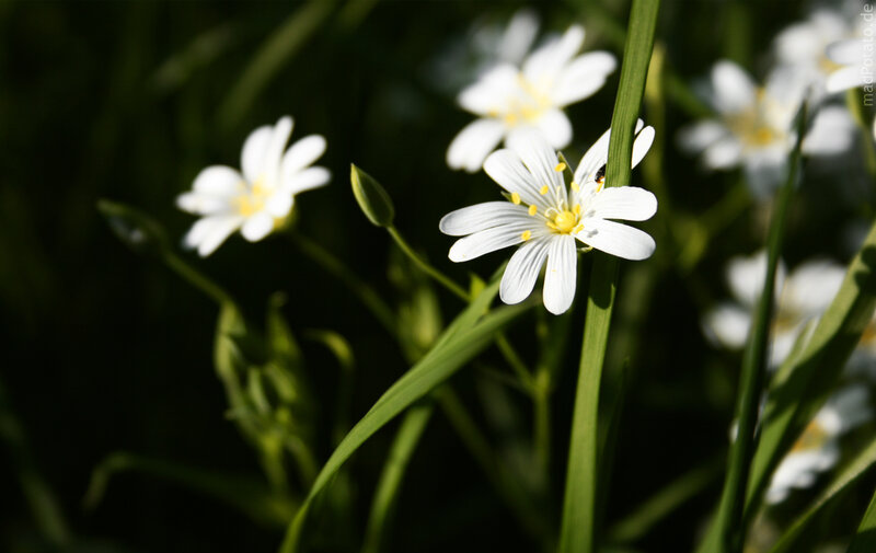White Star-shaped Flowers — Serene, Morning