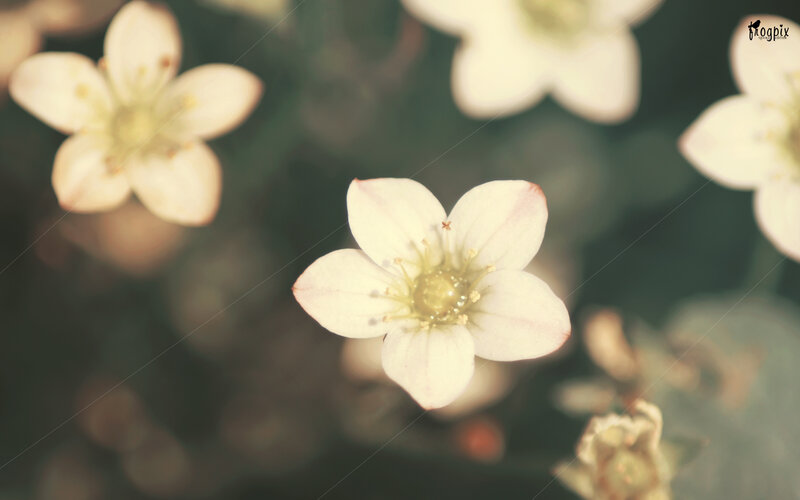 White Star-shaped Flowers — Serene, Photograph, Blurred Background