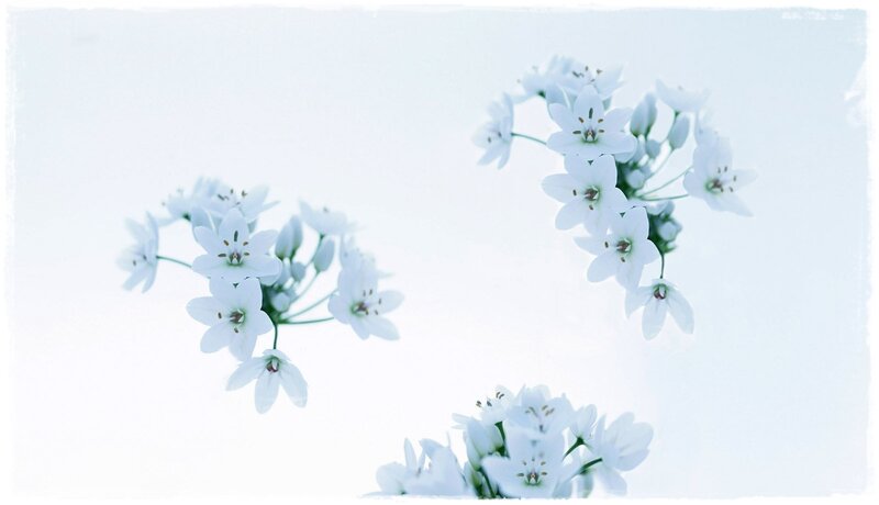 White Star-shaped Flowers — Serene, Photograph