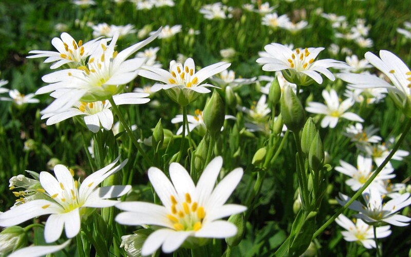 White Star-shaped Flowers — Serene, Spring, Photograph