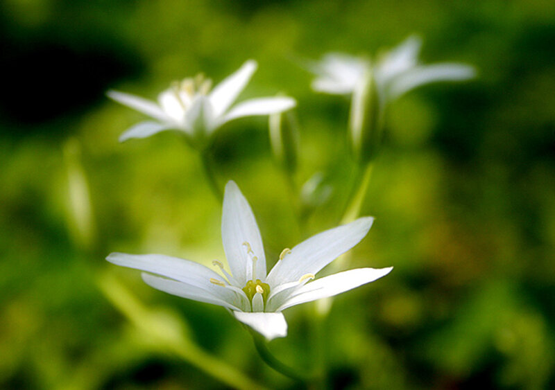 White Star-shaped Flowers — Serene, Spring