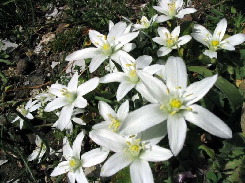 White Star-shaped Flowers — Serene