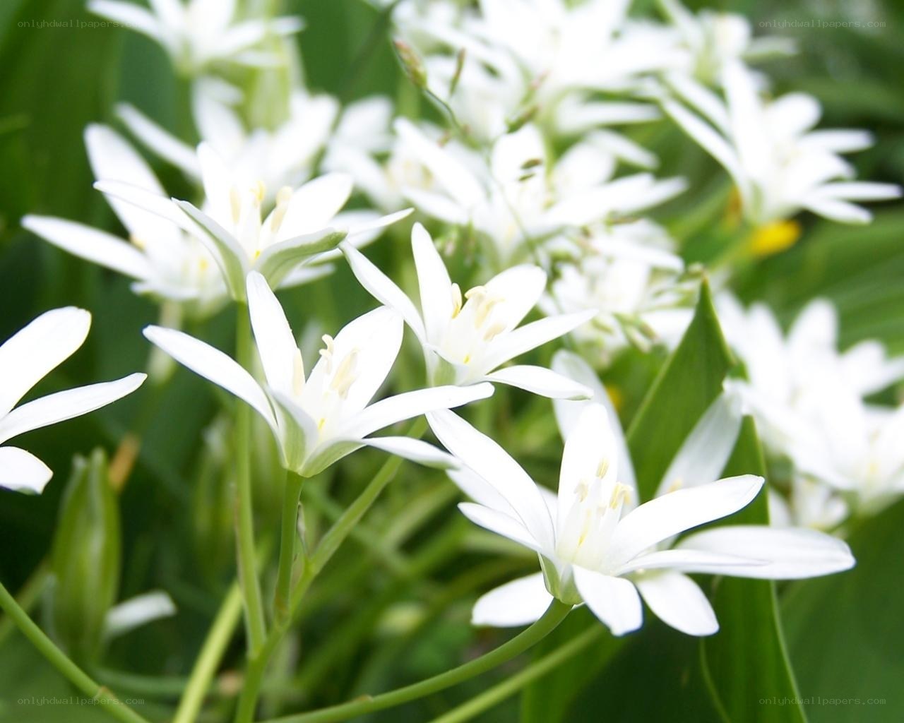 White star-shaped flowers