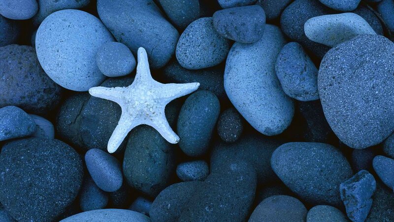 White Starfish on Pebbles — Blue, Serene, Photograph
