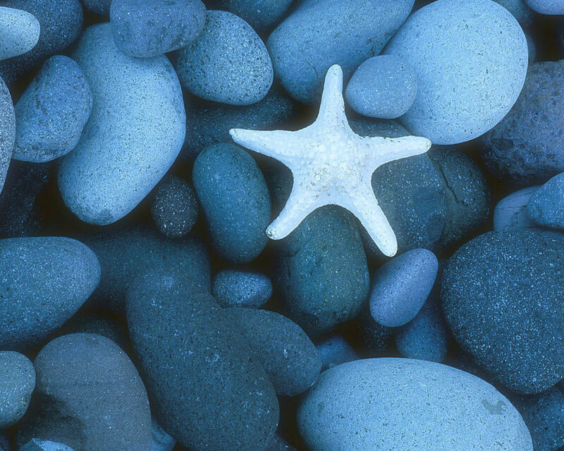 White Starfish on Pebbles