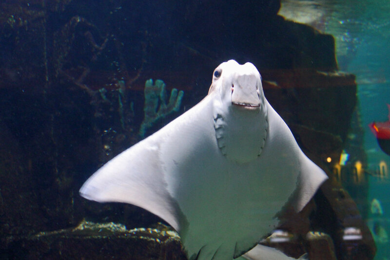 White Stingray in Aquarium
