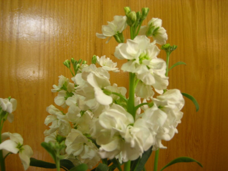 White Stock Flowers