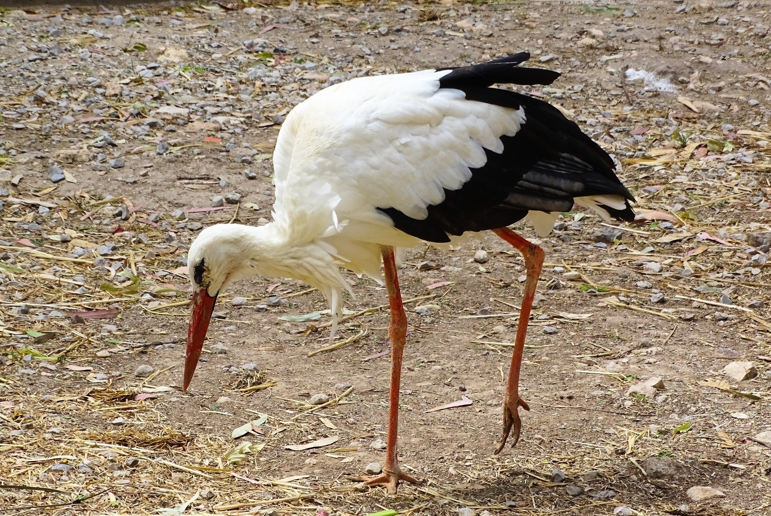 White stork foraging on ground