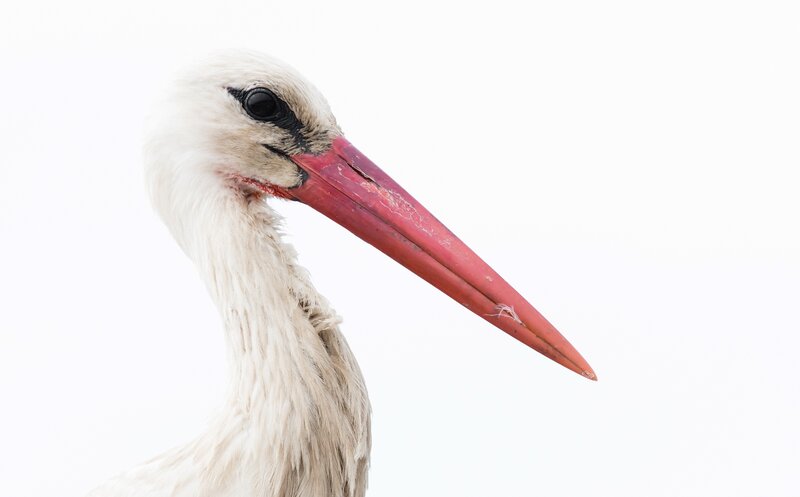 White Stork Head