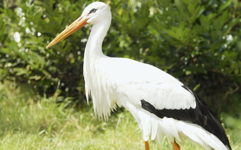 White stork in a grassy area