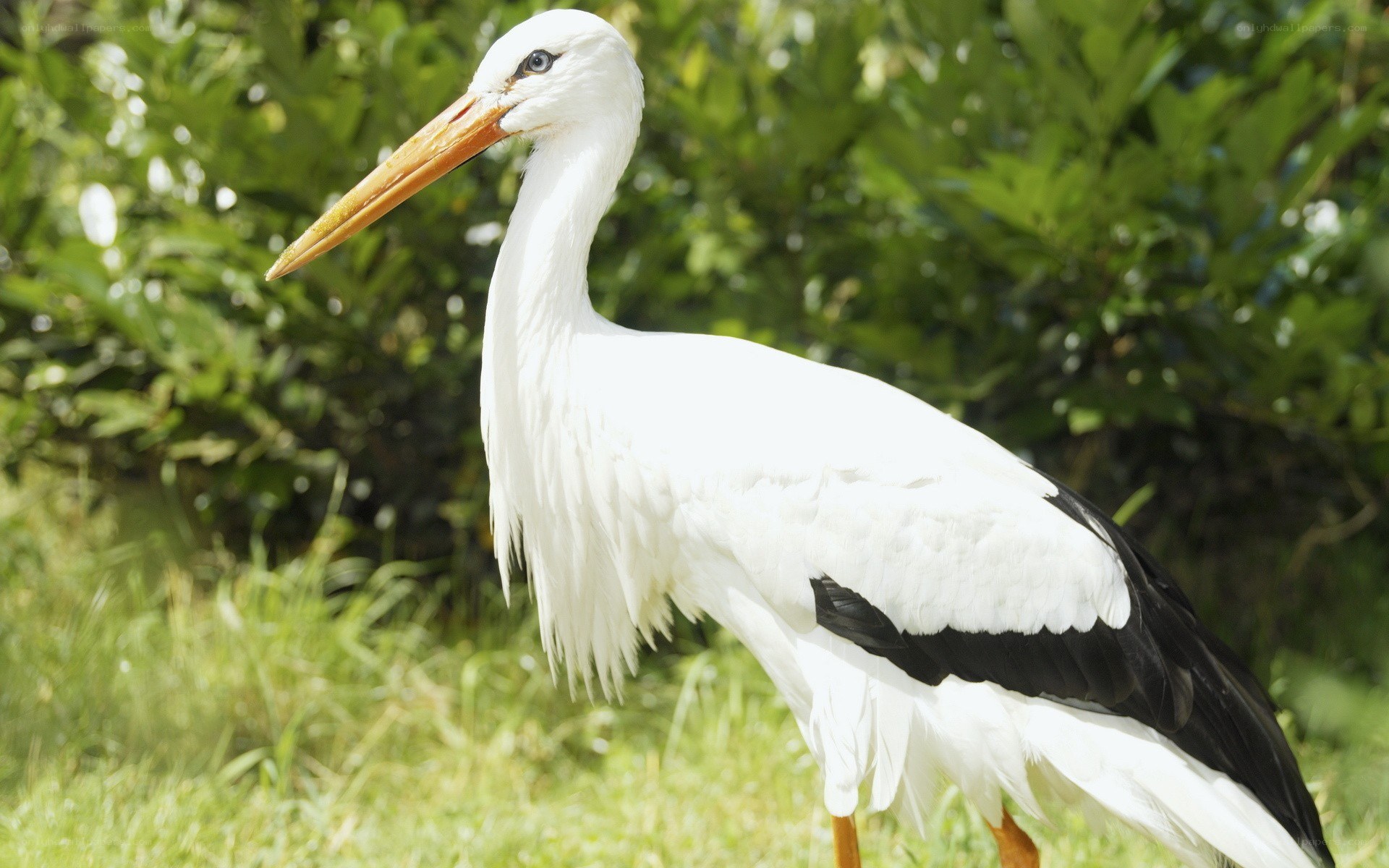 White stork in a grassy area