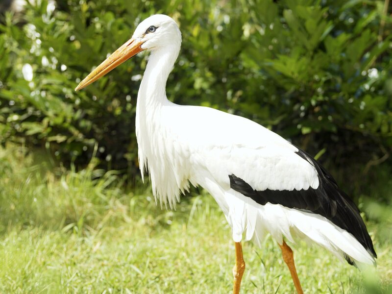 White stork in a grassy field