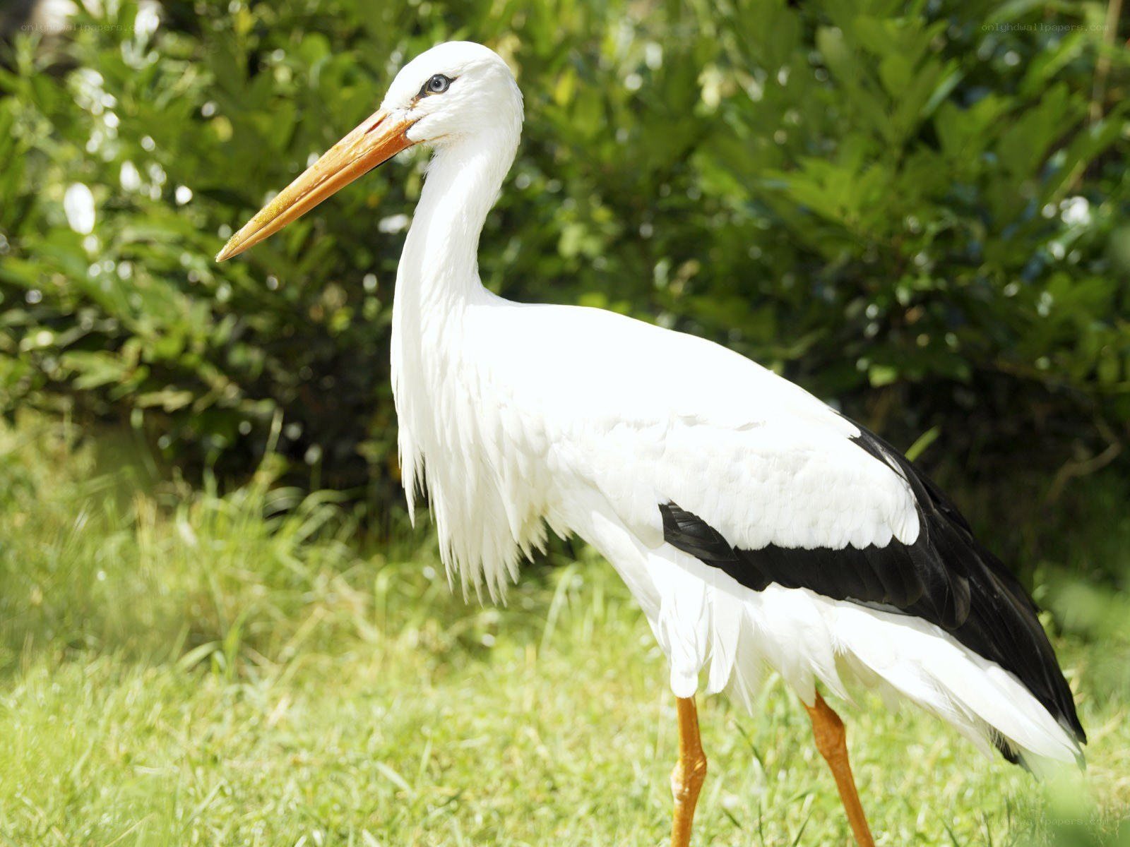 White stork in a grassy field