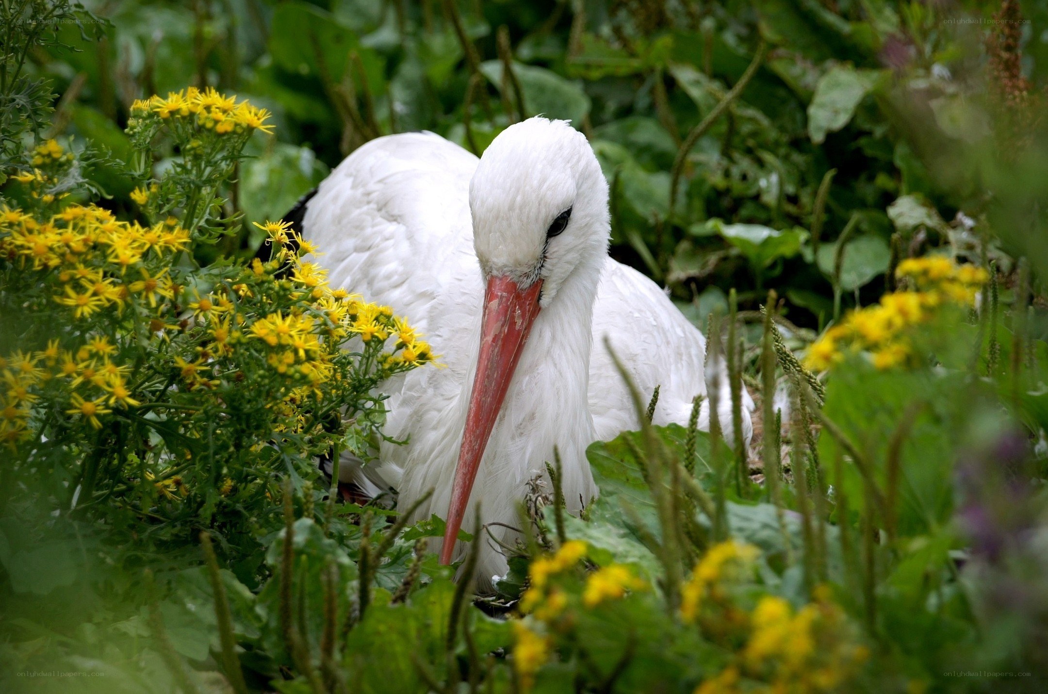White stork in a nest