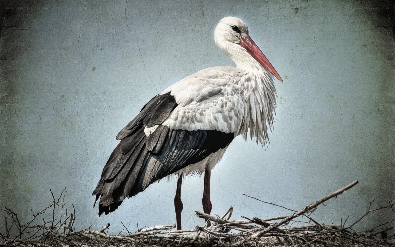 White stork in a nest