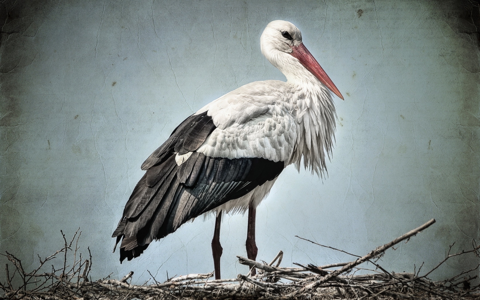 White stork in a nest