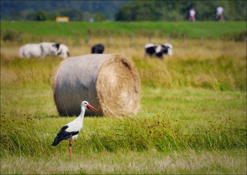 White Stork in Field — Green, Serene, Afternoon