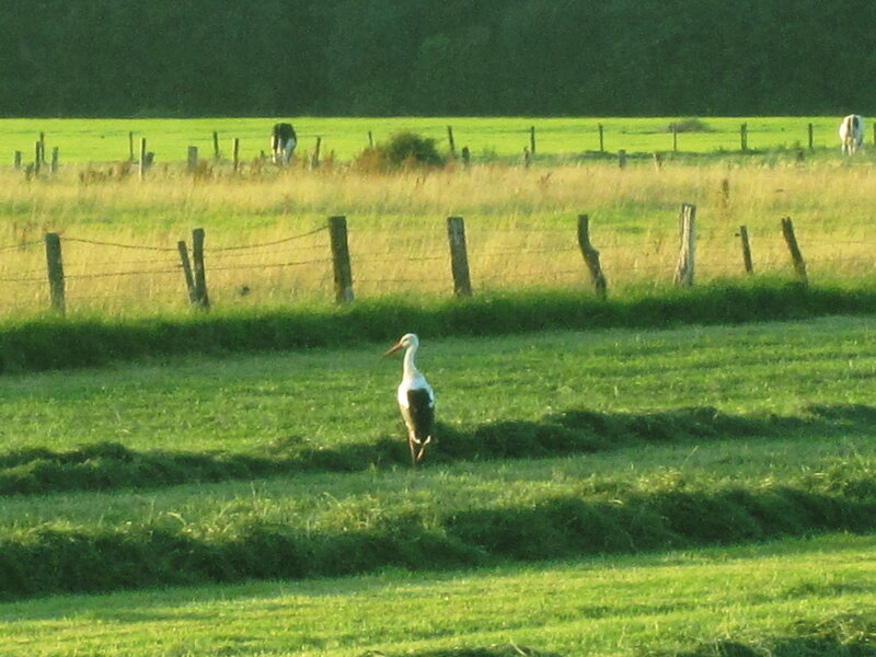 White Stork in Field — Green, Serene, Morning