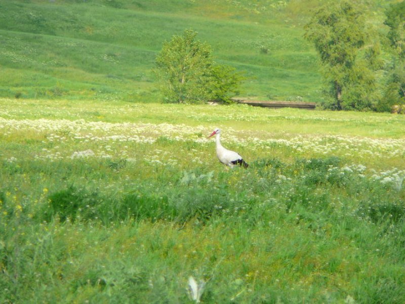 White Stork in Field — Green, Serene