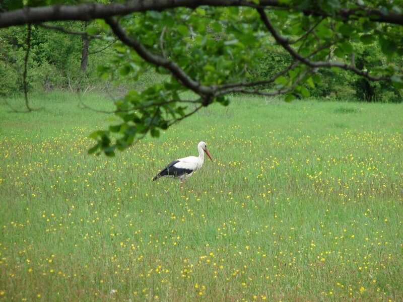 White Stork in Field — Green