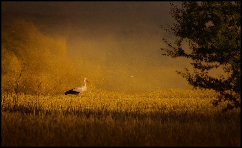 White Stork in Field