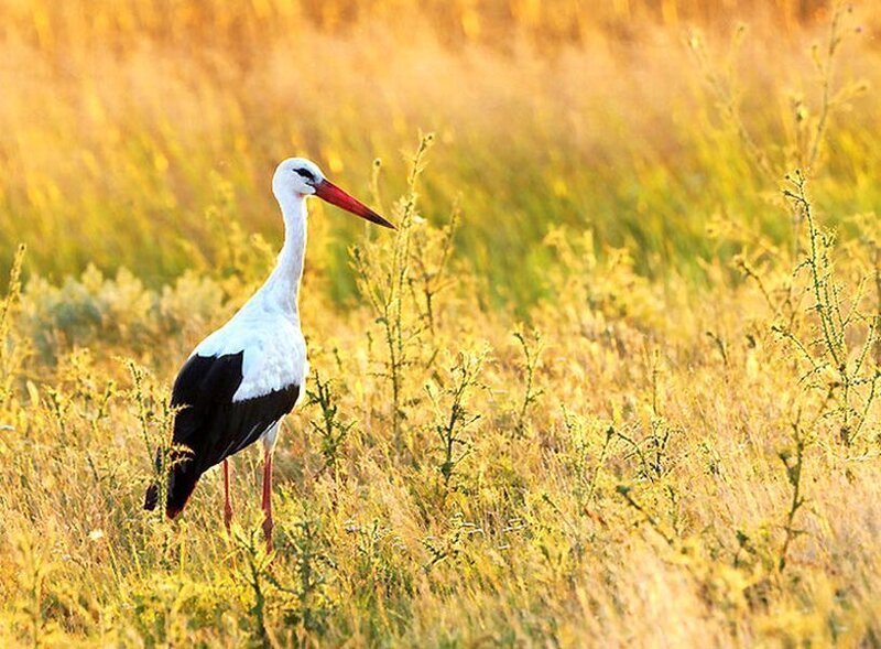 White Stork in Field — Yellow