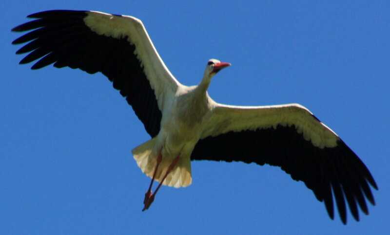 White Stork in Flight — Blue, Serene, Afternoon
