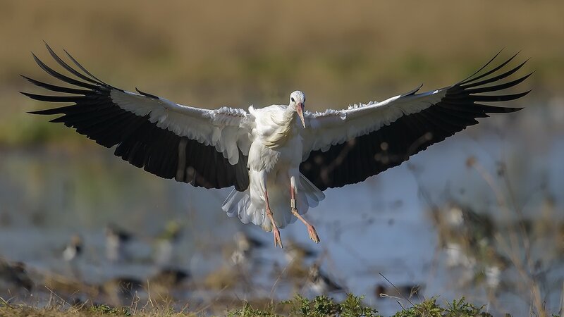 White Stork in Flight — Dynamic, Afternoon