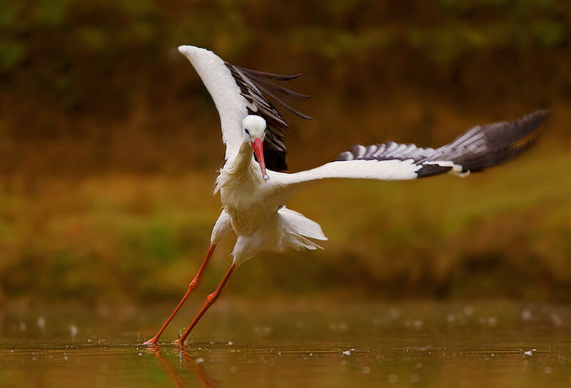 White Stork in Flight — Dynamic