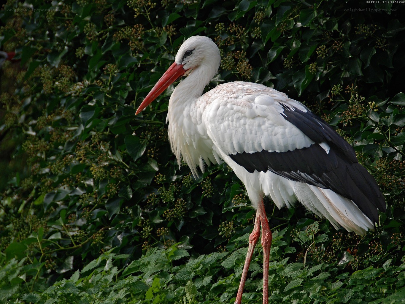 White stork in green foliage
