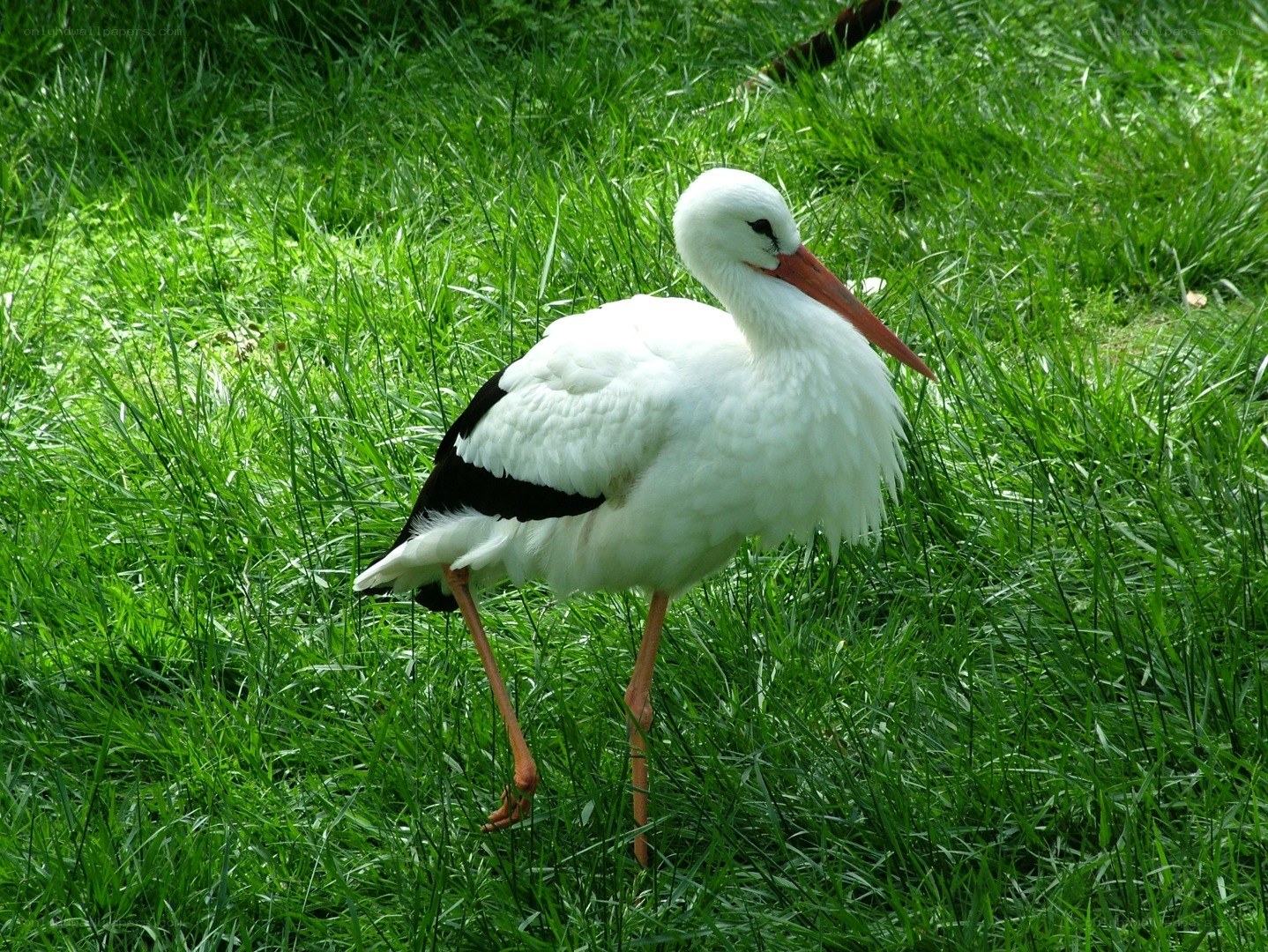 White stork in green grass