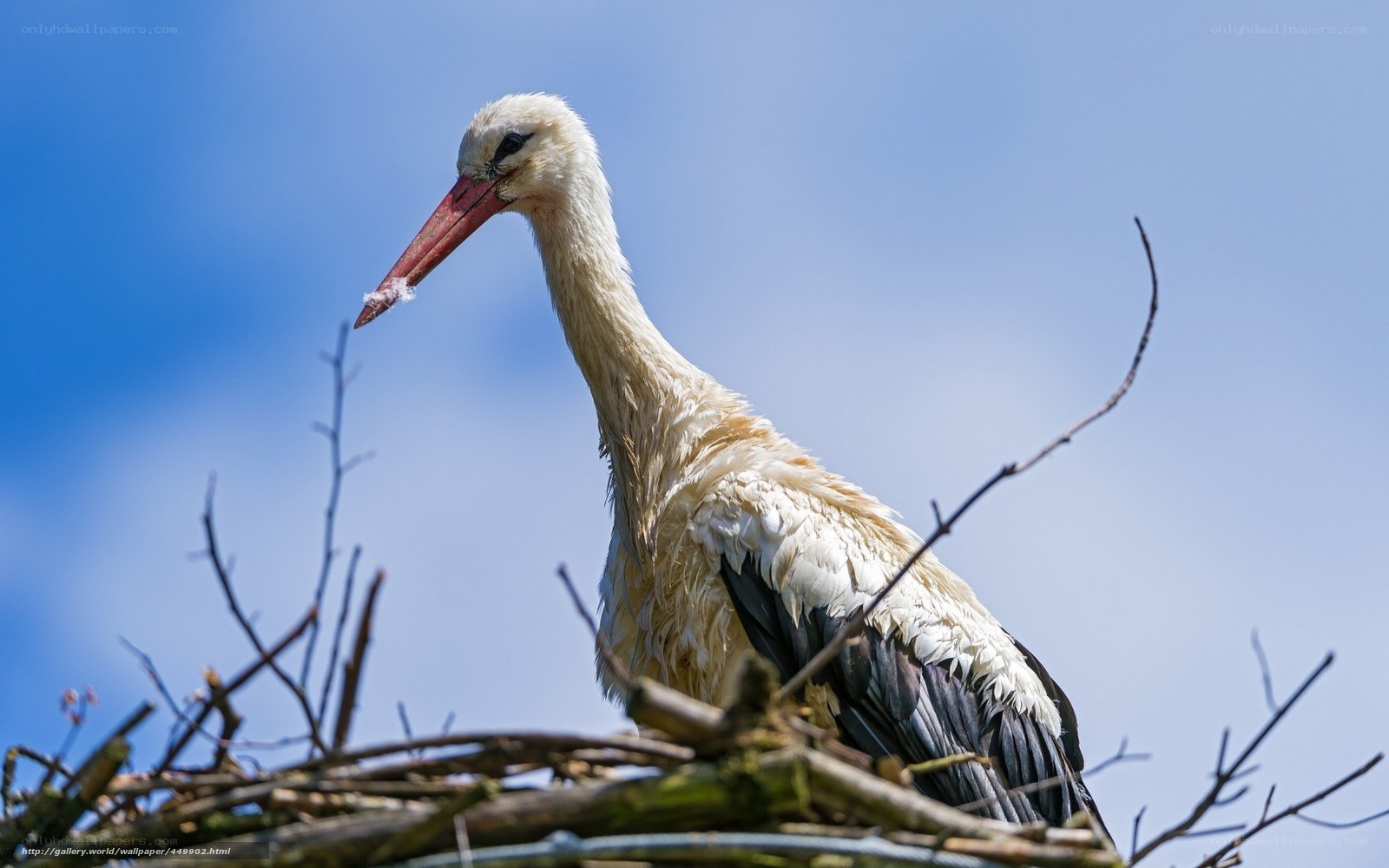 White stork in nest